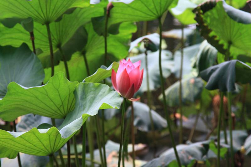 799-Hangzhou,17 luglio 2014.JPG